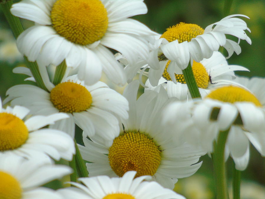 Cluster of Daisies Photograph by Barbara St Jean