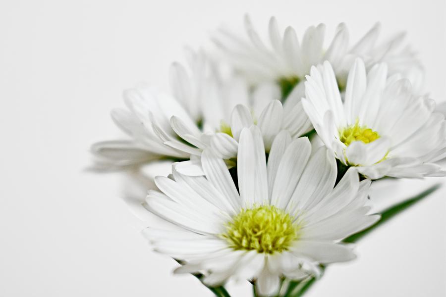 Cluster of Daisies Photograph by Brenda Michniewicz