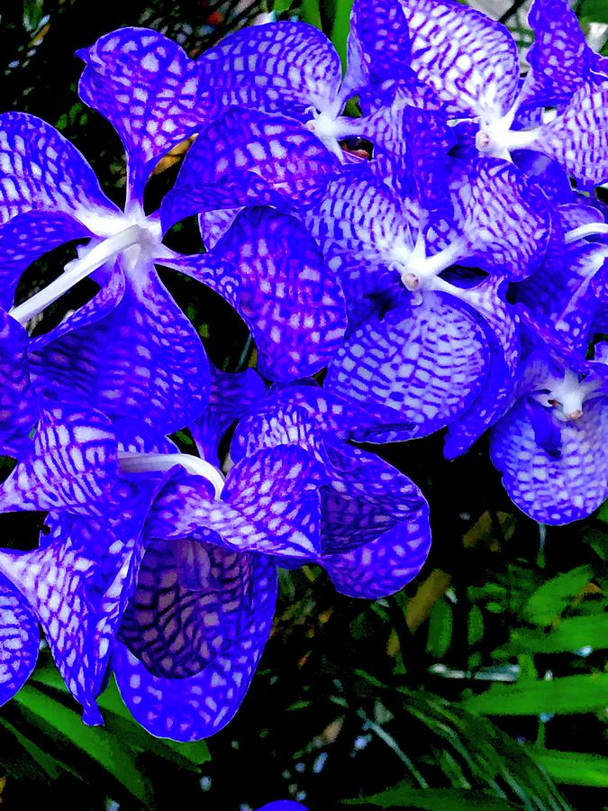 Cluster of Electric Blue Vanda Orchids Photograph by Joalene Young