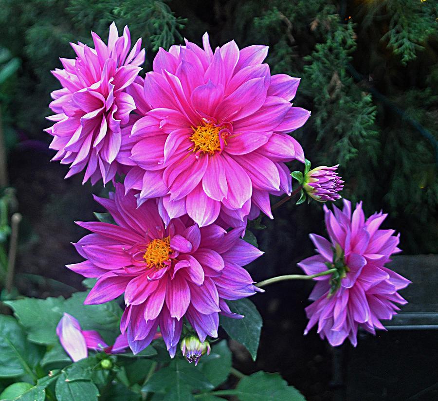 Cluster of Flowers Photograph by John Hughes Fine Art America