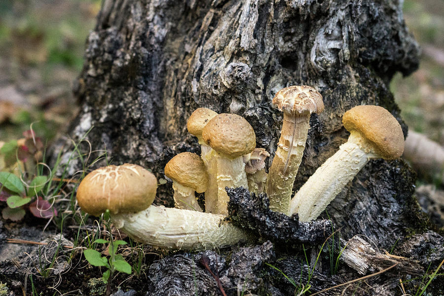 Cluster of Mushroms in Front of Stump Photograph by Douglas Barnett