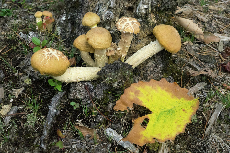 Cluster of Mushrooms on Stump Photograph by Douglas Barnett