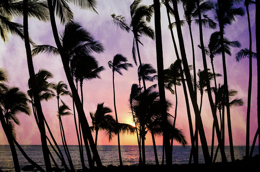 Sunset Photograph - Cluster of Palms by Don Schwartz