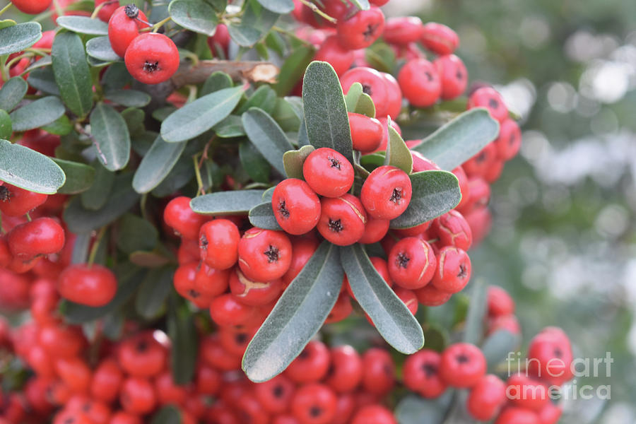 Cluster of Red Berries on a Bush in California by DejaVu Designs