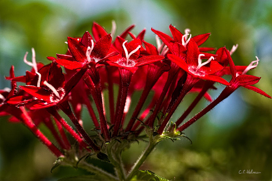 Flower Photograph - Cluster of Red by Christopher Holmes