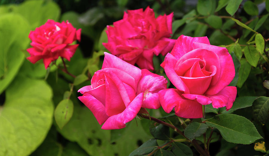 Cluster of Red Roses Photograph by Robert VanDerWal - Fine Art America