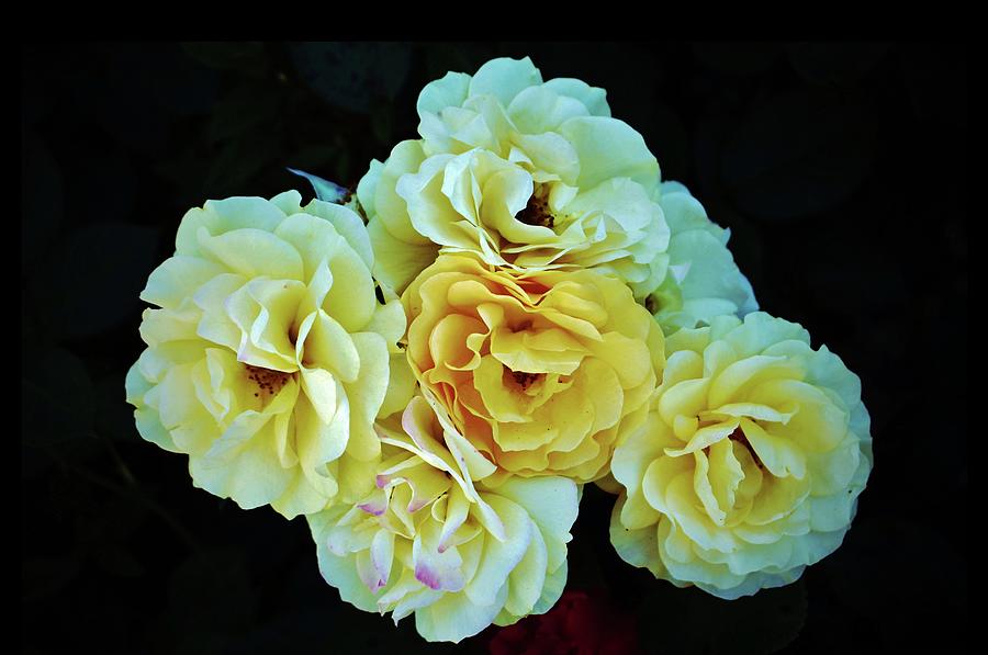 Cluster Of Roses Photograph by Cynthia Guinn