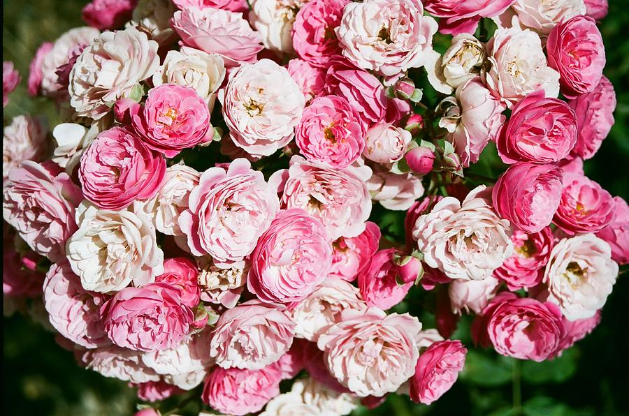 Cluster of roses  Photograph by Dean Triolo