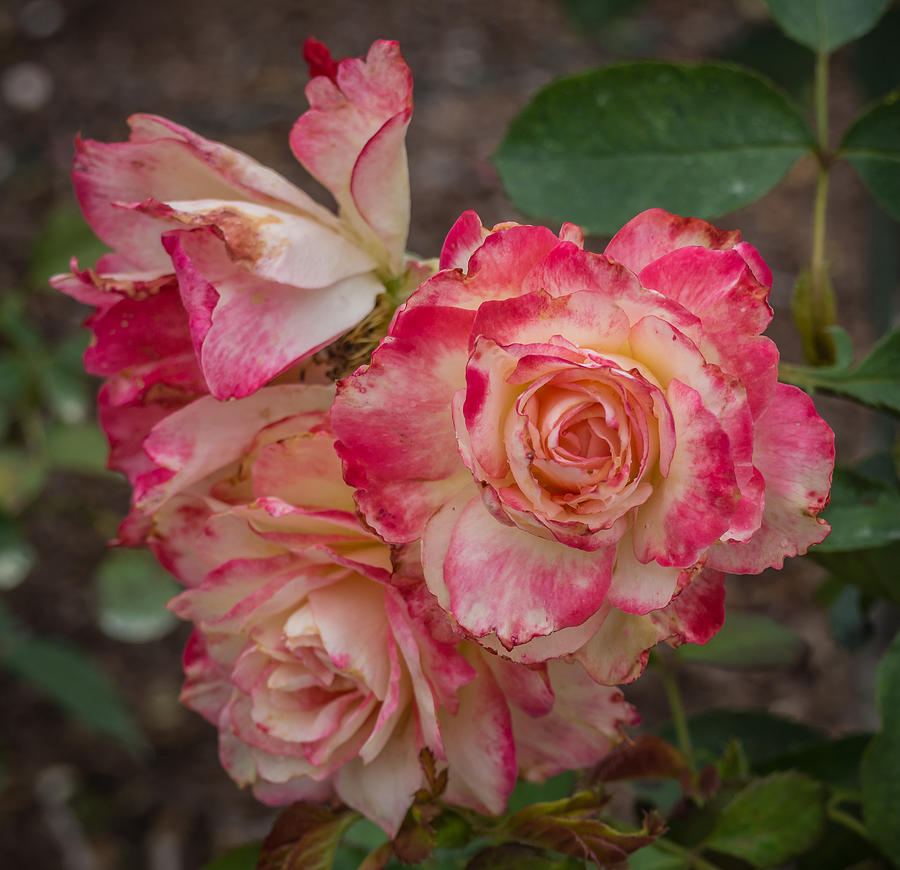 Cluster of roses Photograph by Jane Luxton