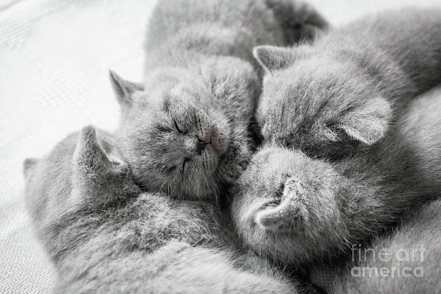 Cluster of sleeping cats. British shorthair. Photograph by Michal Bednarek