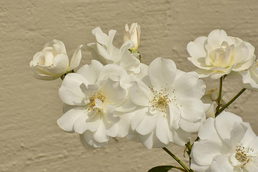 Rose Photograph - Cluster of White Roses by Linda Brody