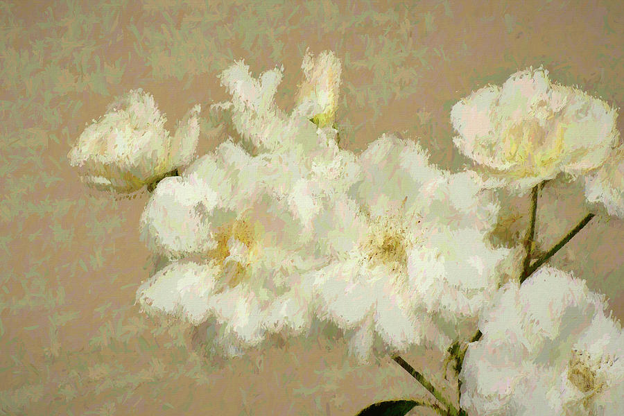 Cluster of White Roses Painterly Digital Art by Linda Brody