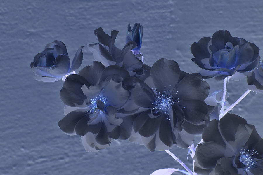 Cluster of White Roses with Blue Cast Digital Art by Linda Brody