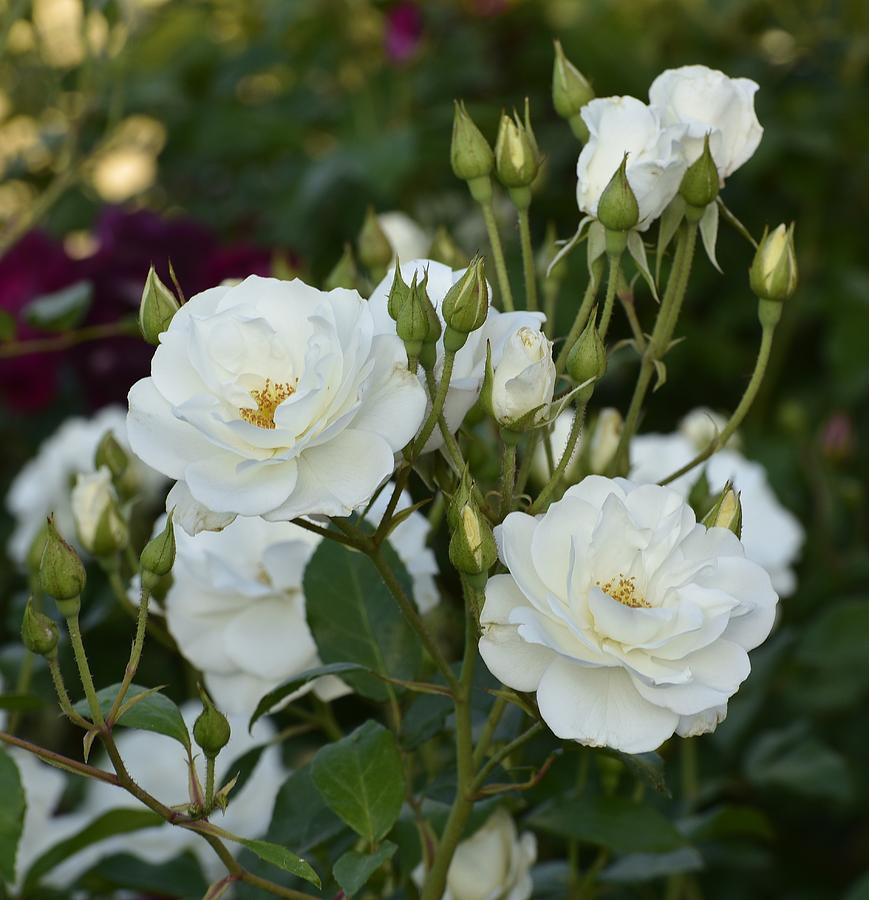 Cluster of White Roses with Green Background Photograph by Linda Brody