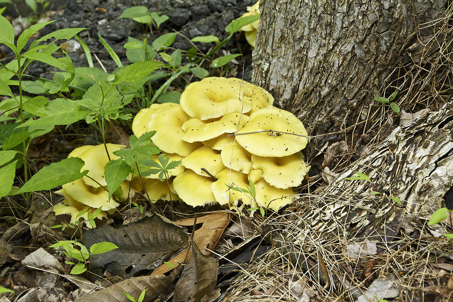 Cluster of Yellow Mushrooms Photograph by Carol Senske