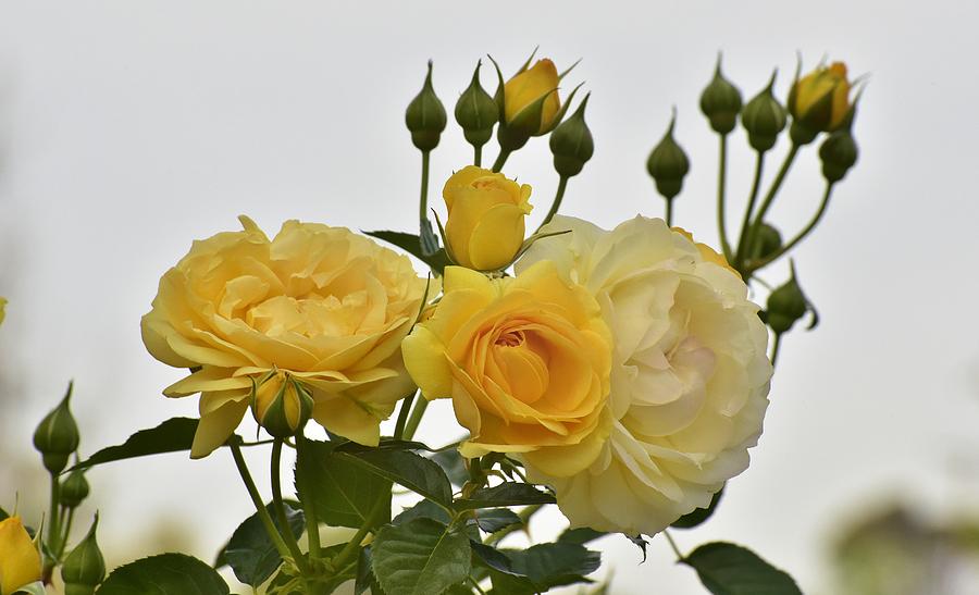 Rose Photograph - Cluster of Yellow Roses by Linda Brody