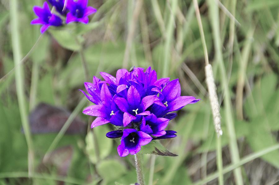 Clustered Bellflower by Thomas M Pikolin Clustered Bellflower by Thomas M Pikolin