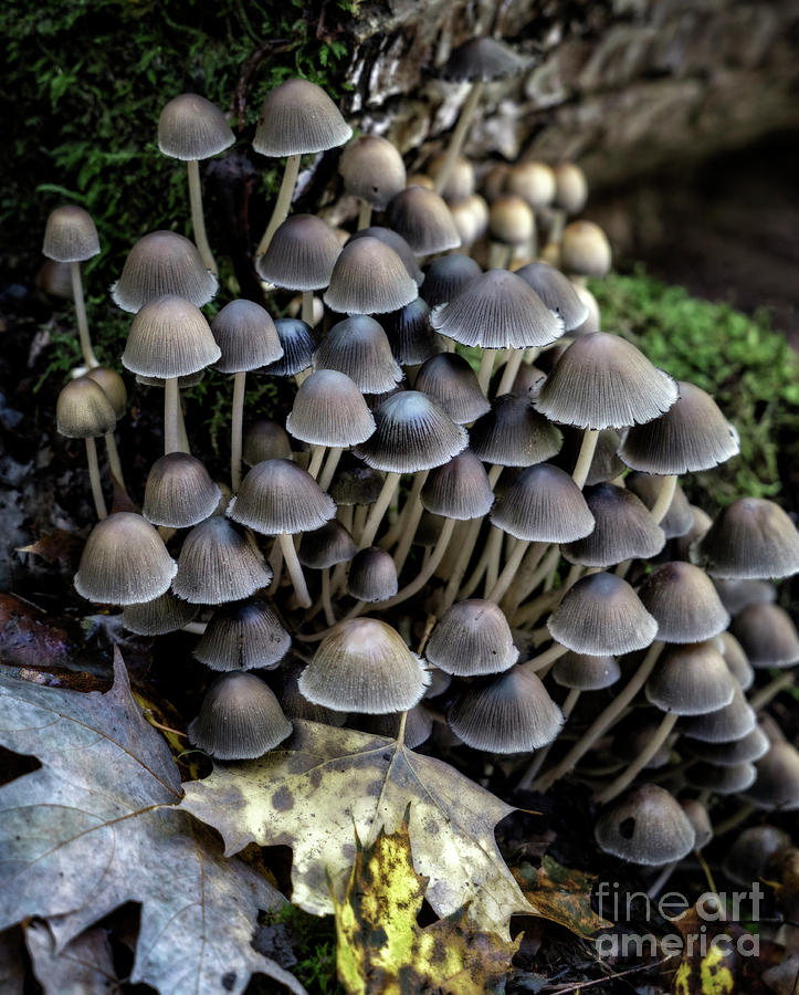 Mushroom Photograph - Clustered by Claudia Kuhn