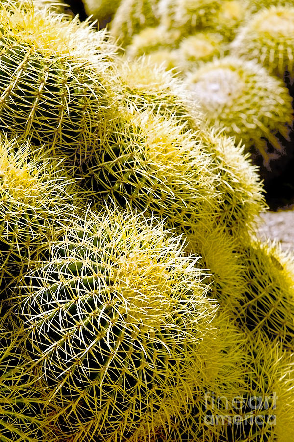 Clustered Golden Barrel Cactus Photograph by Sherry  Curry