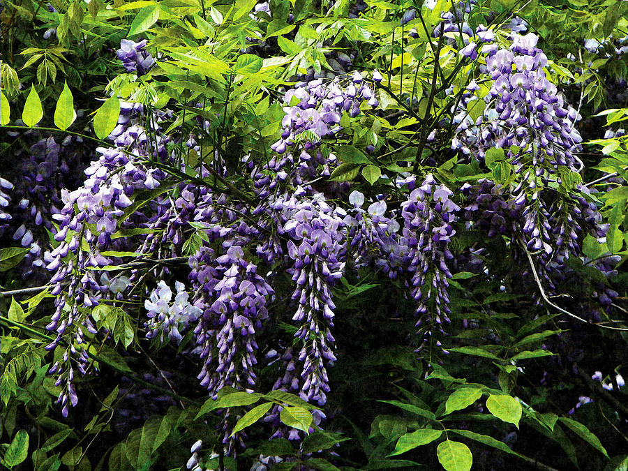 Clusters of Wisteria Photograph by Susan Savad