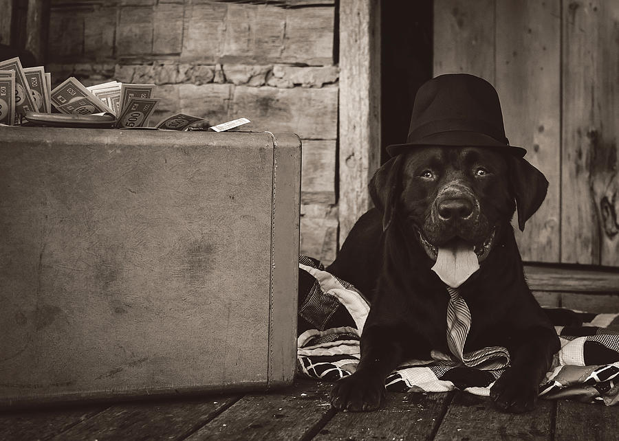 Black And White Photograph - Clyde by Heather Applegate