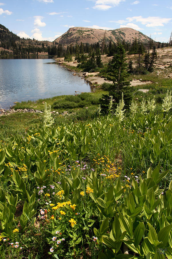 Clyde Lake and Wildflowers Photograph by Brett Pelletier