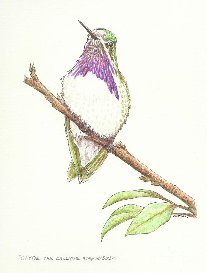 Hummingbird Drawing - Clyde the Calliope Hummingbird by Sue Bonnar