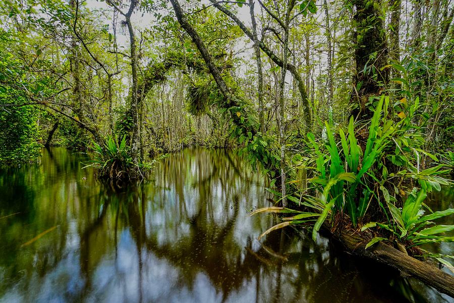 Clydes Swamp Photograph by Joey Waves - Fine Art America