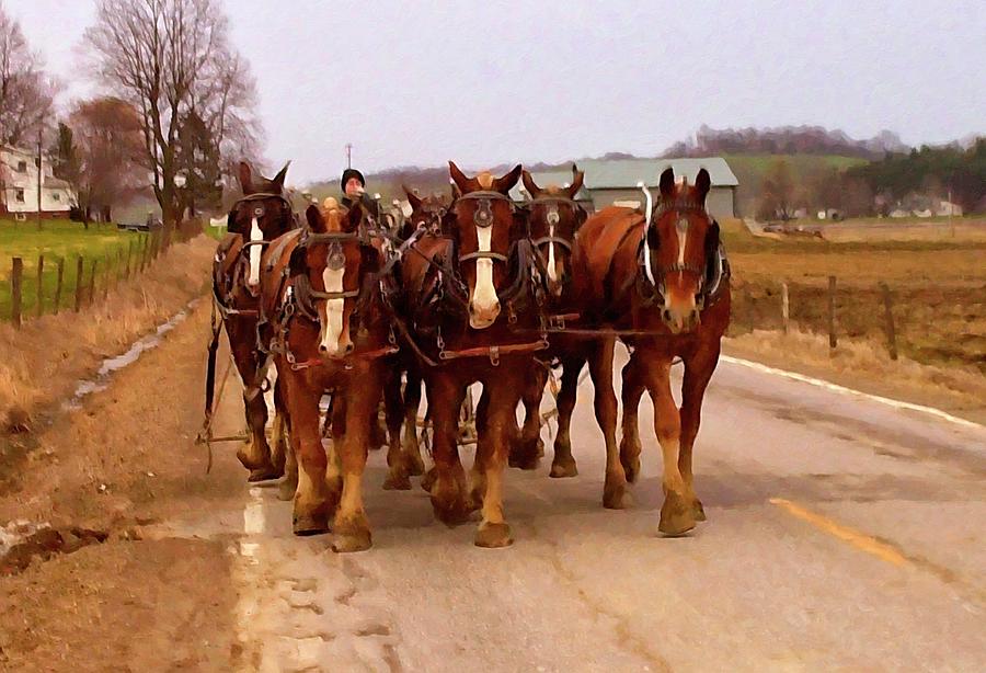 Clydesdale Horse Photograph - Clydesdale Amish plow team by Flees Photos