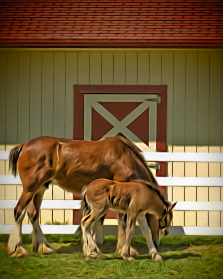 Clydesdale and Foal at the Barn Photograph by Mitch Spence
