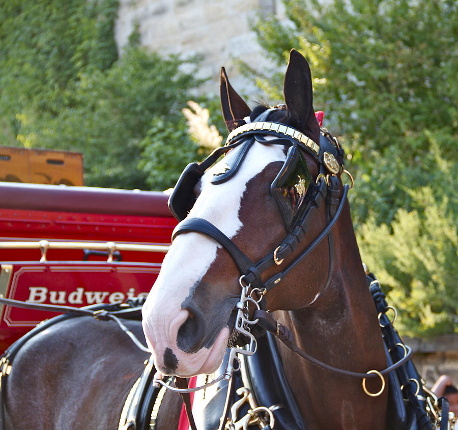 Clydesdale at ESP Photograph by Alice Gipson