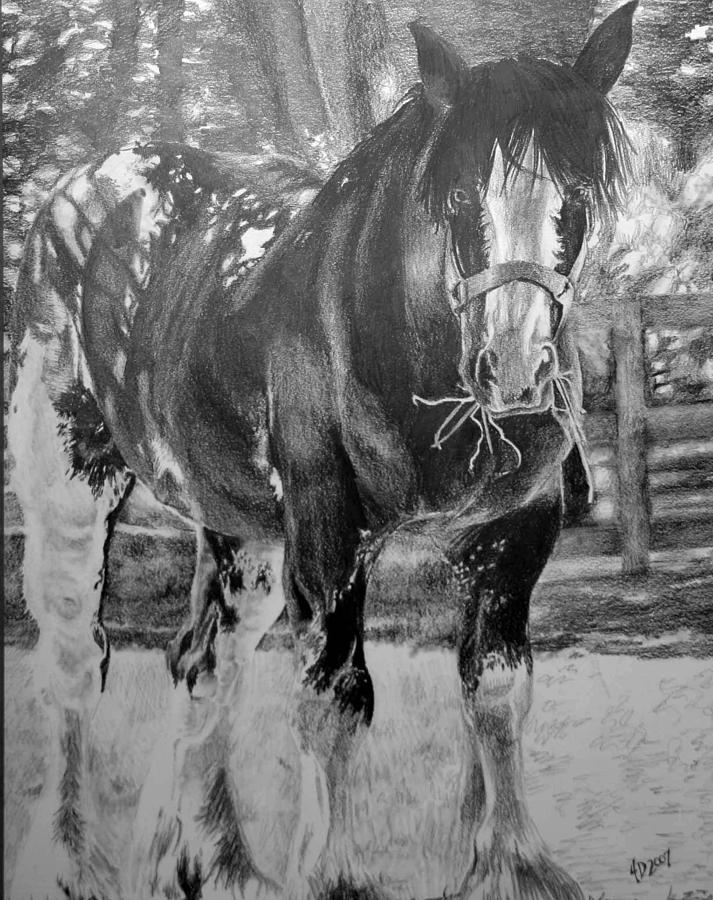 Clydesdale Drawing by Darcie Duranceau