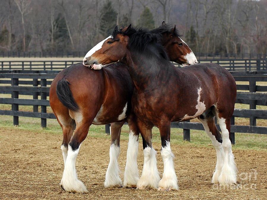 Clydesdale grooming Photograph by Sami Martin