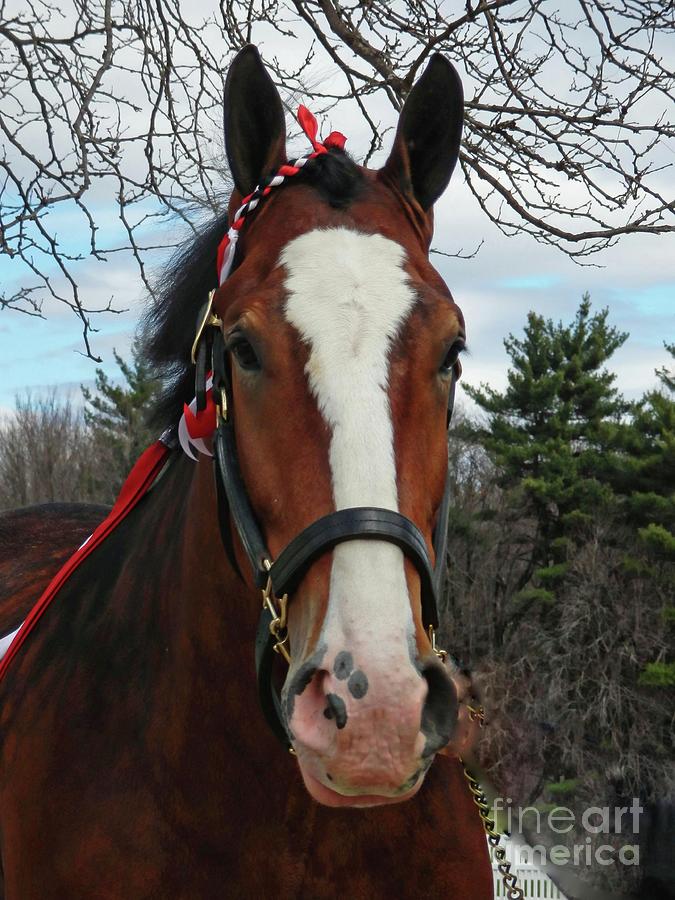 Clydesdale Horse Photograph by Marcia Lee Jones