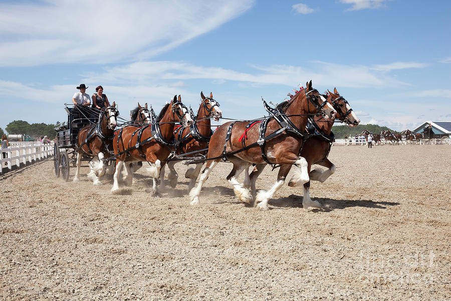 Clydesdale Horse Team Photograph by Bert Hoferichter | Pixels