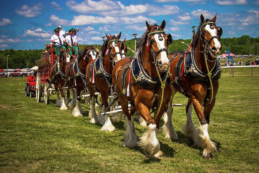 Budweiser Clydesdale Horses Photograph by Robert L Jackson