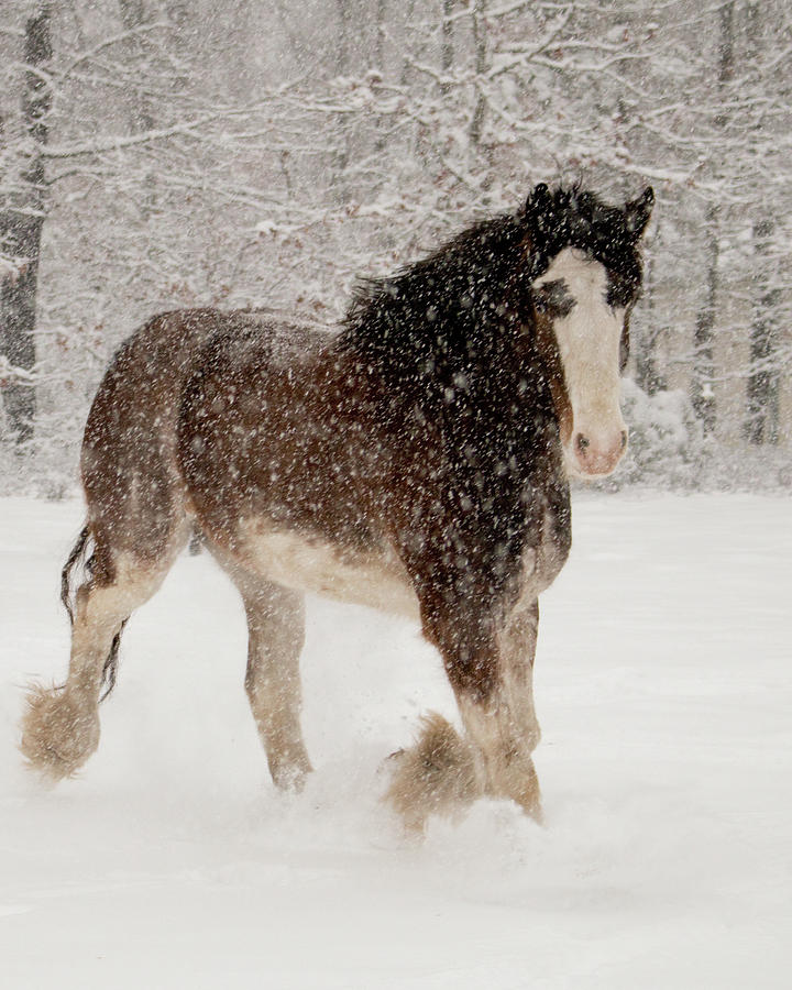 Clydesdale In The Snow Photograph by Kristia Adams