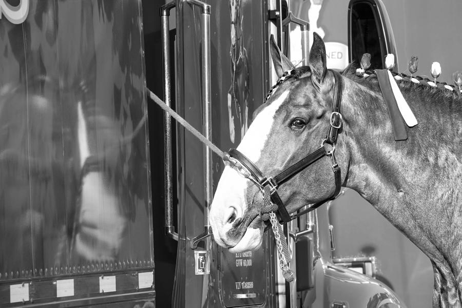Clydesdale Shine Photograph by Alice Gipson
