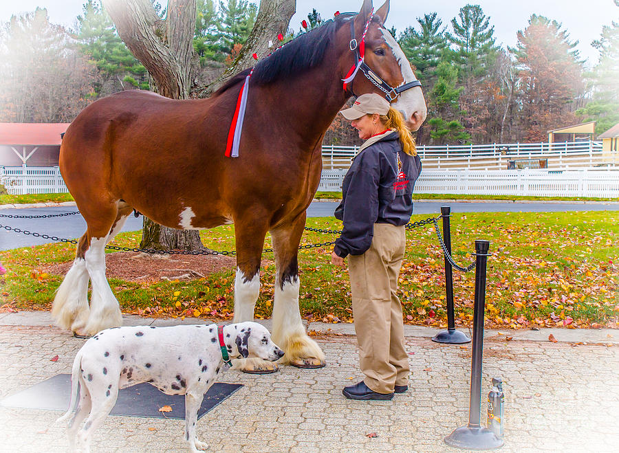 Clydesdale with handler and his companion Photograph by Claudia M Photography