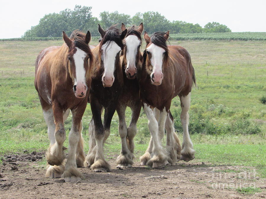 Clydesdales Photograph by Cindy Fleener