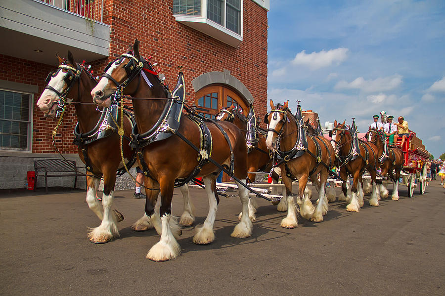 Clydesdales in New Hope II Photograph by Kevin Giannini