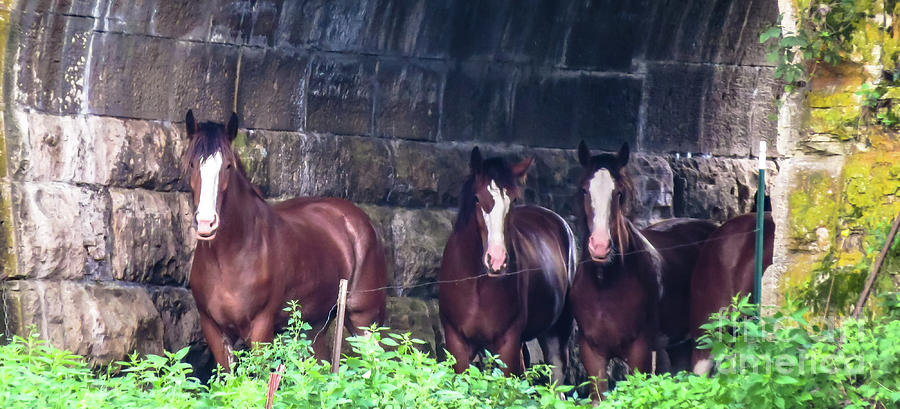 Clydesdales Of The Stone Arch Chillin Photograph