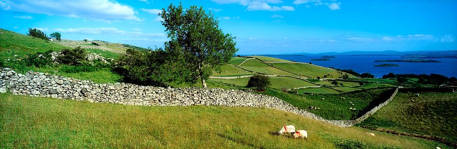Animal Photograph - Co Galway, Connemara, Lough Corrib by The Irish Image Collection 