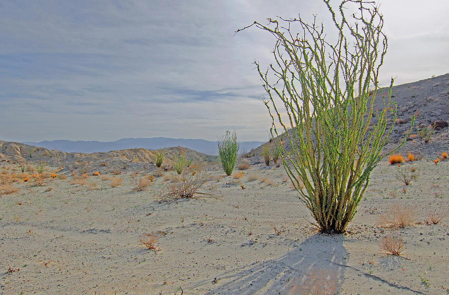 Desert Photograph - Coachwhip Ocotillo by Lee Scott