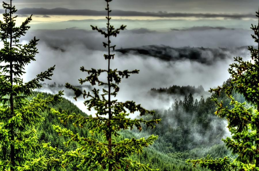Tree Photograph - Coast Range Valley Fog by Jerry Sodorff