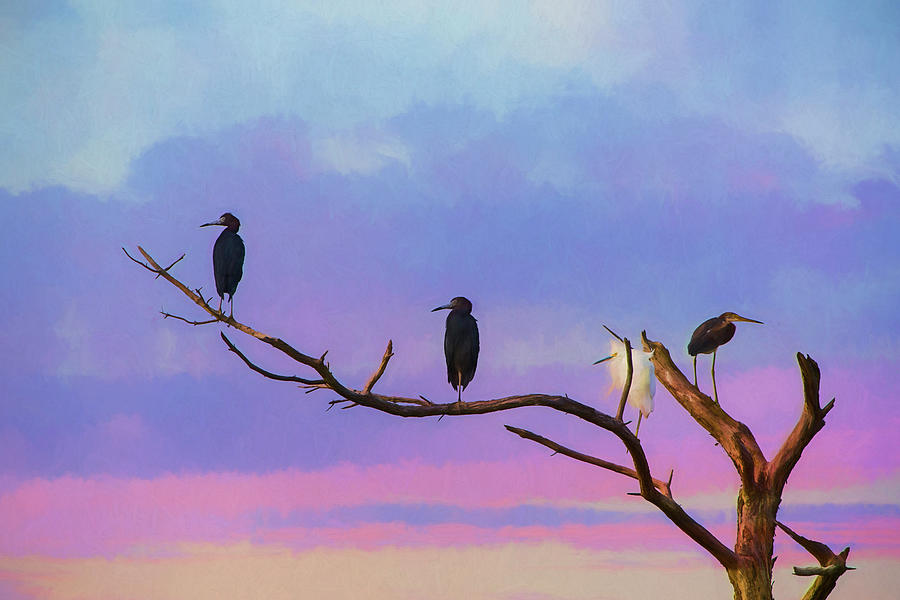 Coastal Birds at Sunset Photograph by Amy Jackson