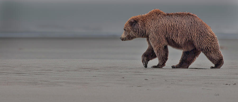 Coastal Brown Bear  on the flats Photograph by Gary Langley
