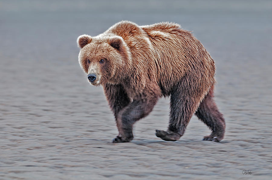 Coastal Brown bear on the Mud Flats Photograph by Gary Langley