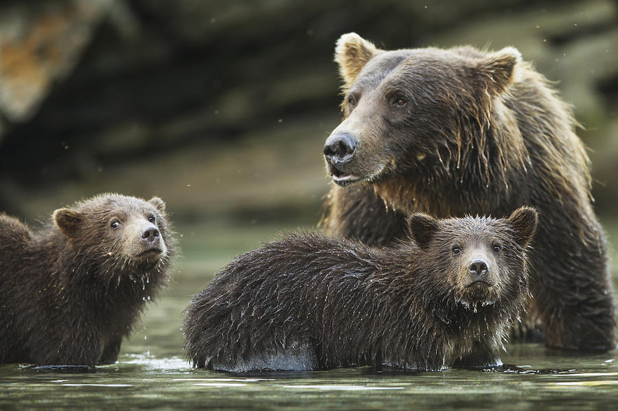 Coastal Brown Bear Spring Cubs  Ursus Photograph by Paul Souders