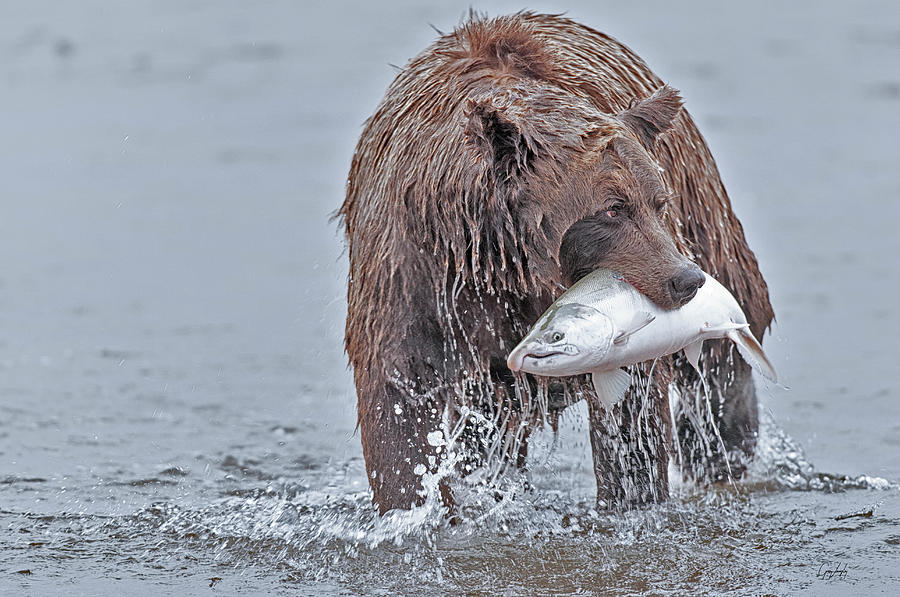Coastal Brown Bear with Salmon  Photograph by Gary Langley